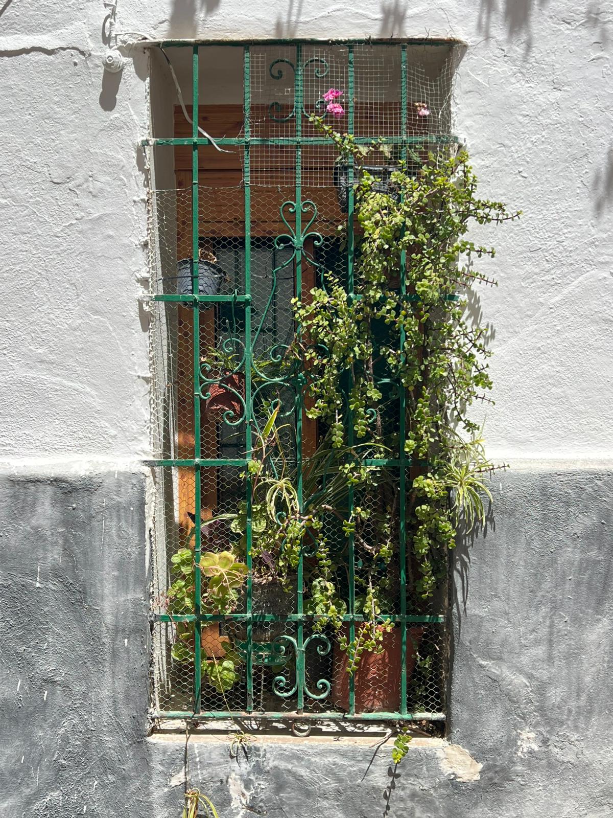 Grünes Fenster an einer Fassade in Valencia