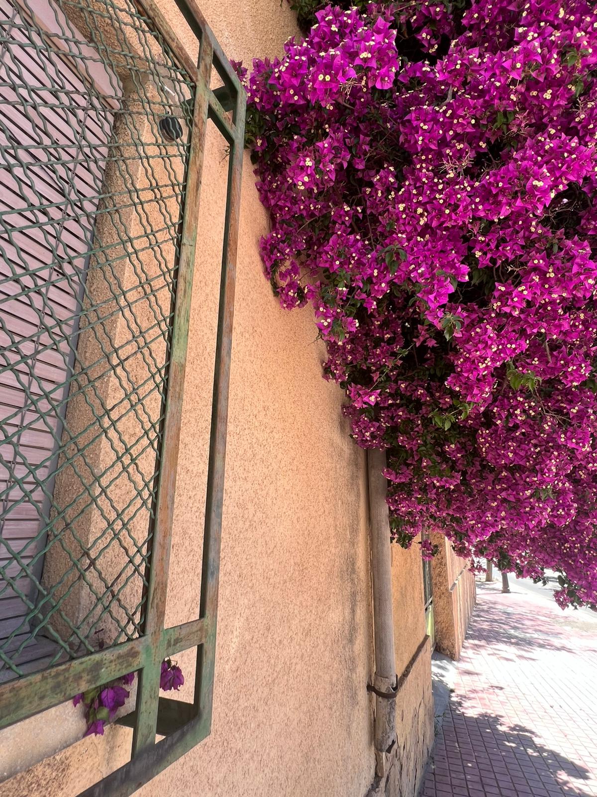 Blühende Sträucher in Valencia